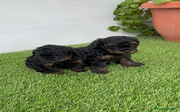 Caniche Toy perros en venta: CANICHE TOY HEMBRA - Imagen 4