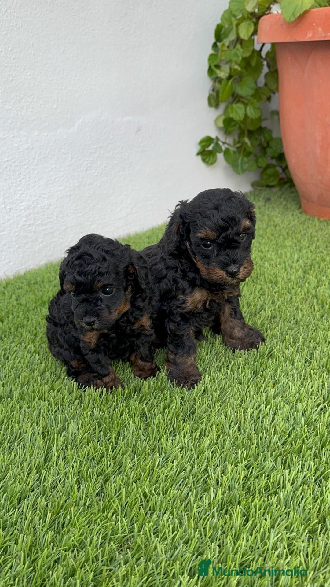 Caniche Toy perros en venta: CANICHE TOY HEMBRA - Imagen 4