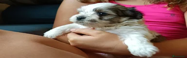 Shih Tzu 2
