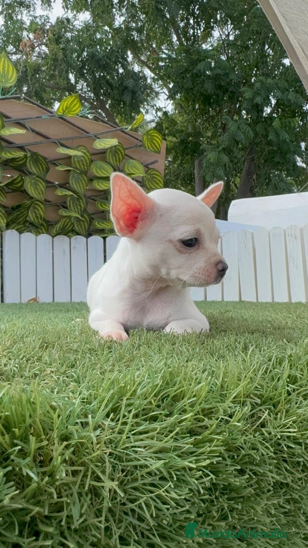Chihuahua perros en venta: CHIHUAHUA HEMBRA BLANCA - Imagen 7