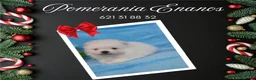 Pomerania perros en venta: IMPRESIONANTES POMERANIA MACHOS Y HEMBRAS - Anuncio 16