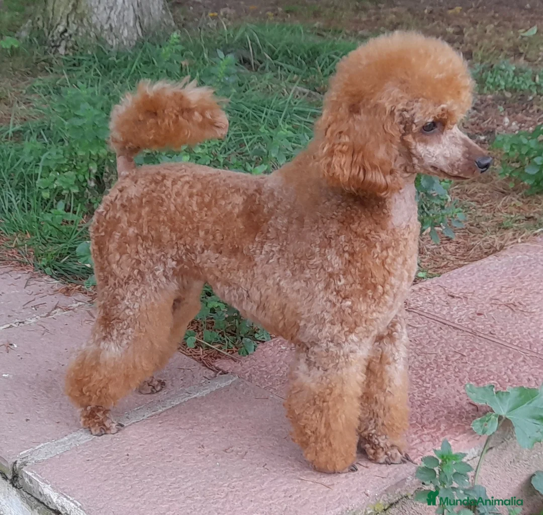 Imagen de galería {{count}}