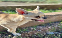 Chihuahua perros en venta: Chihuahua  - Imagen 6
