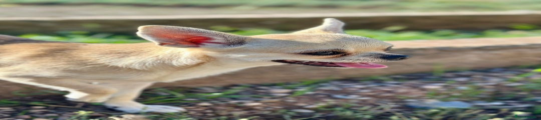Chihuahua Cachorro 1