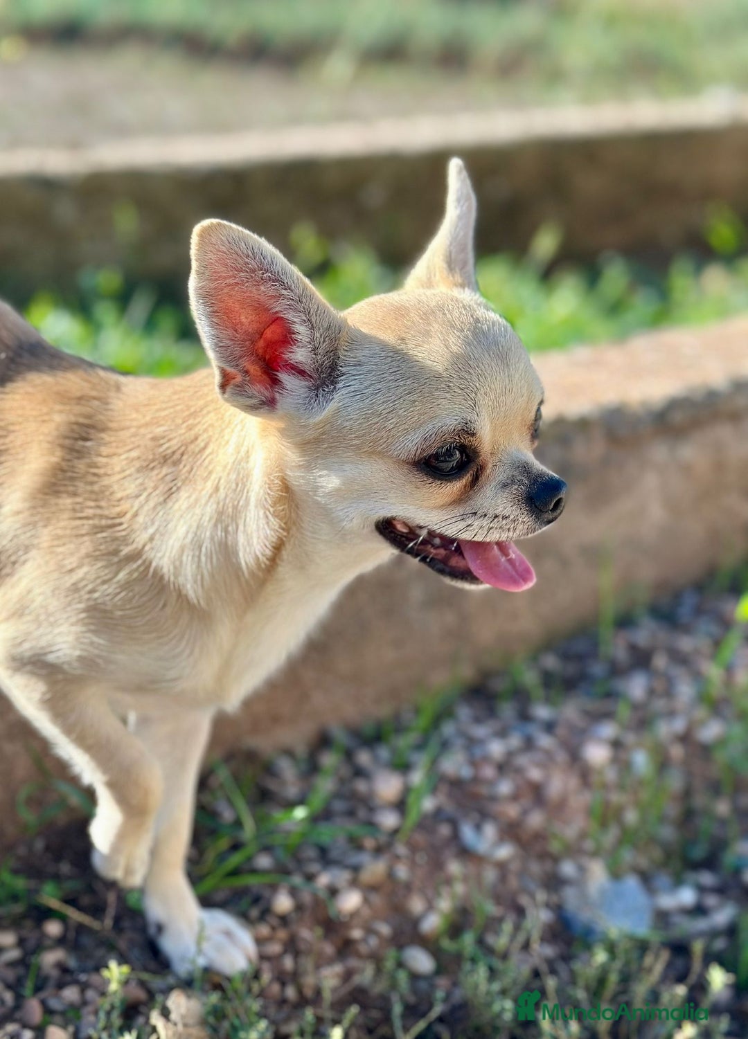 Chihuahua perros en venta: Chihuahua  - Imagen 6