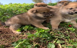 Shiba Inu perros en venta: SHIBA INU - Imagen 4