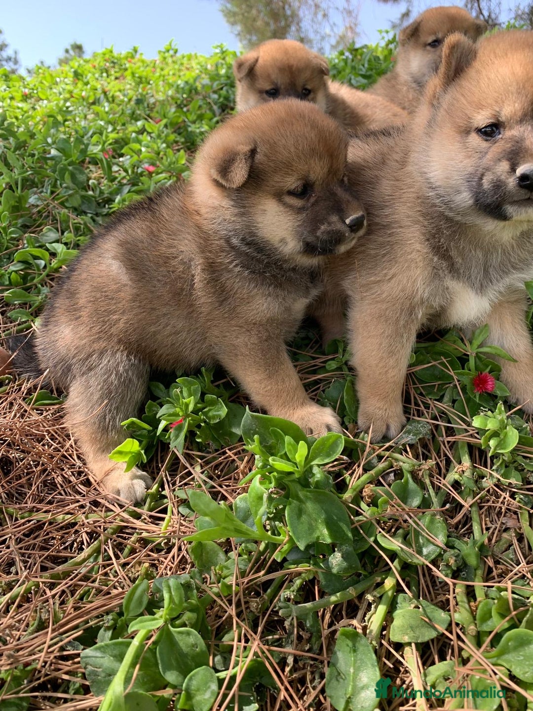 Shiba Inu perros en venta: SHIBA INU - Imagen 4