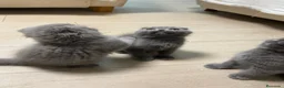 Scottish Fold gatos en venta: scottish fold y british  - Anuncio 3
