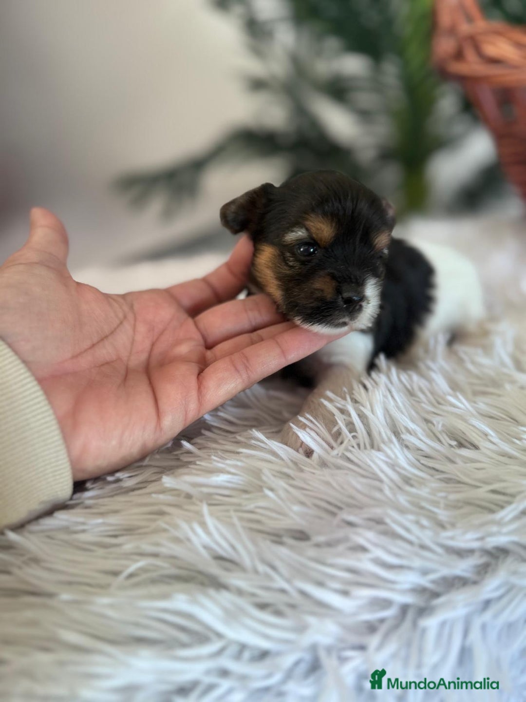 Yorkshire Terrier perros en venta: YORKSHIRE BIEWER HEMBRA - Anuncio 2