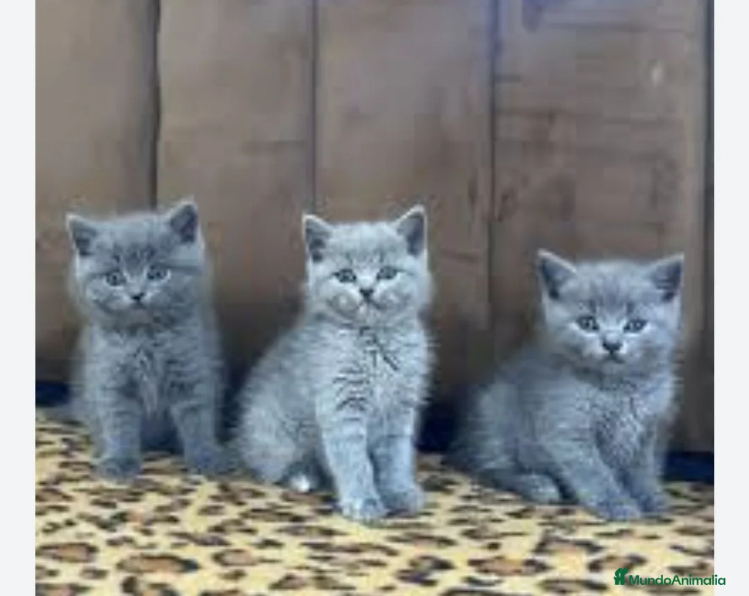 Británico de Pelo Corto gatos en venta: British shorthair - Anuncio 4