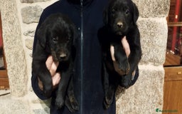 Labrador Retriever perros en venta: Labrador retriever  - Anuncio 3