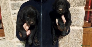 Labrador Retriever perros Labrador retriever  - Anuncio 1