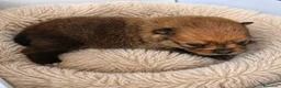 Pomerania perros en venta: Pomerania  - Anuncio 2