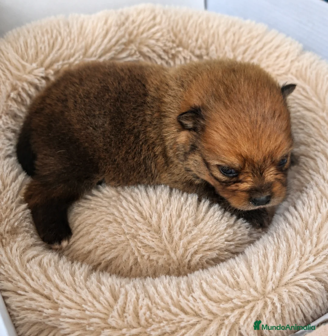 Pomerania perros en venta: Pomerania  - Anuncio 2