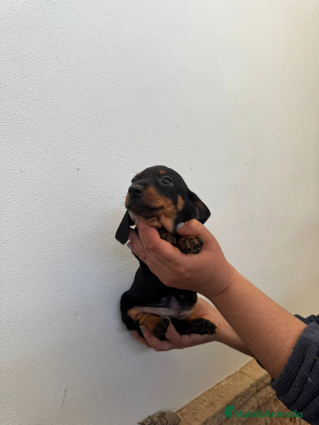 Teckel Miniatura perros en venta: Teckel miniatura - Anuncio 4