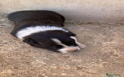 Border Collie perros en venta: Border collie para reservar - Imagen 1