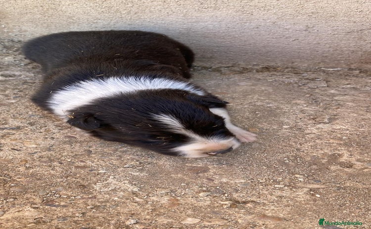 Border Collie perros - Anuncio 1