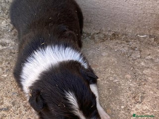 Border Collie perros - Anuncio 34
