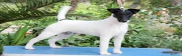 Fox Terrier de Pelo Liso perros en venta: Cachorros machos Fox Terrier pelo liso - Anuncio 5