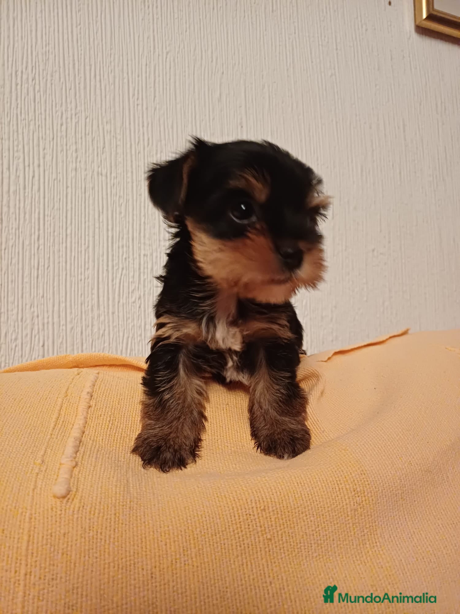 Yorkshire Terrier perros Yorkshire disponible para entregar - Anuncio 2
