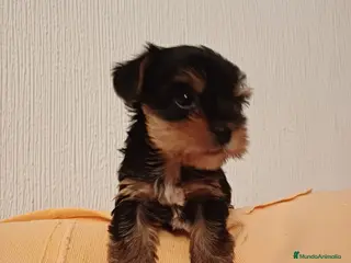 Yorkshire Terrier perros Yorkshire disponible para entregar - Anuncio 2