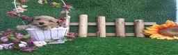 Caniche Toy perros en venta: IMPRECIONANTES  CANICHES  ROJO  TOY  - Anuncio 6