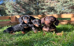 Teckel Miniatura perros en venta: Teckel miniatira - Imagen 3