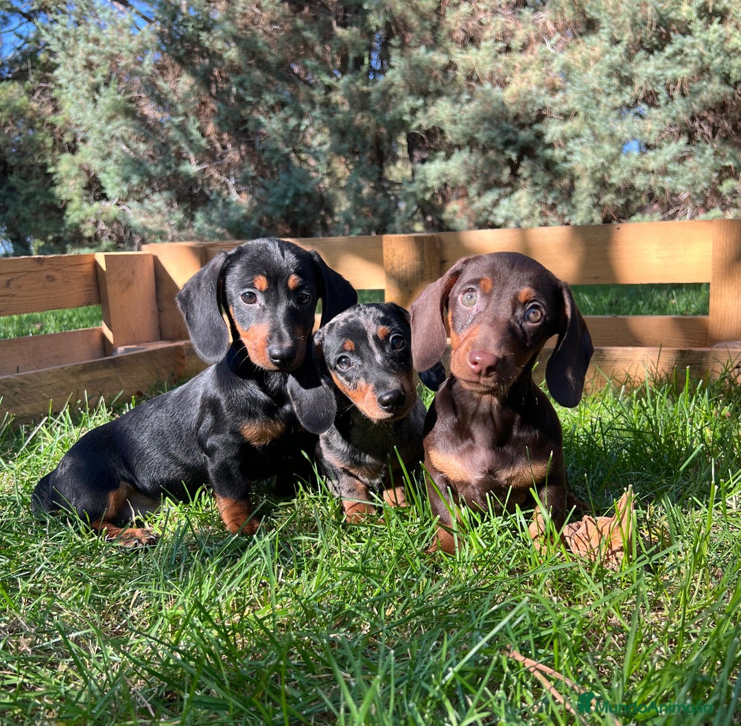 Teckel Miniatura perros en venta: Teckel miniatira - Imagen 3