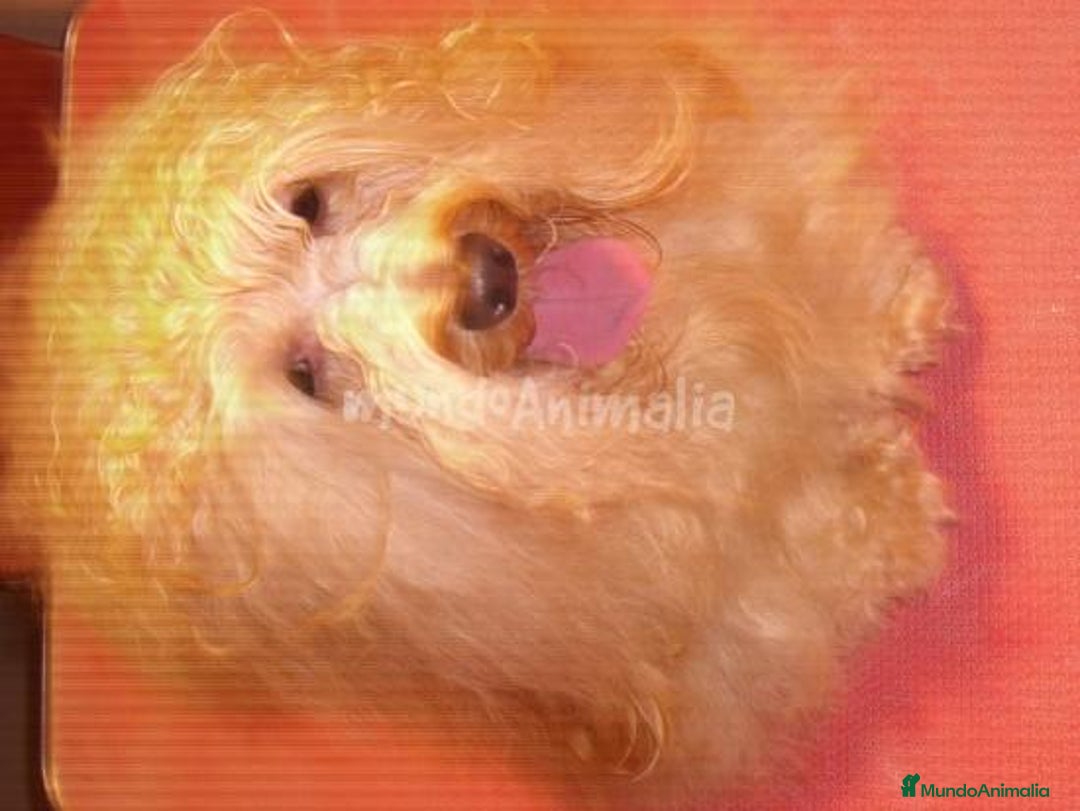 Imagen de galería {{count}}