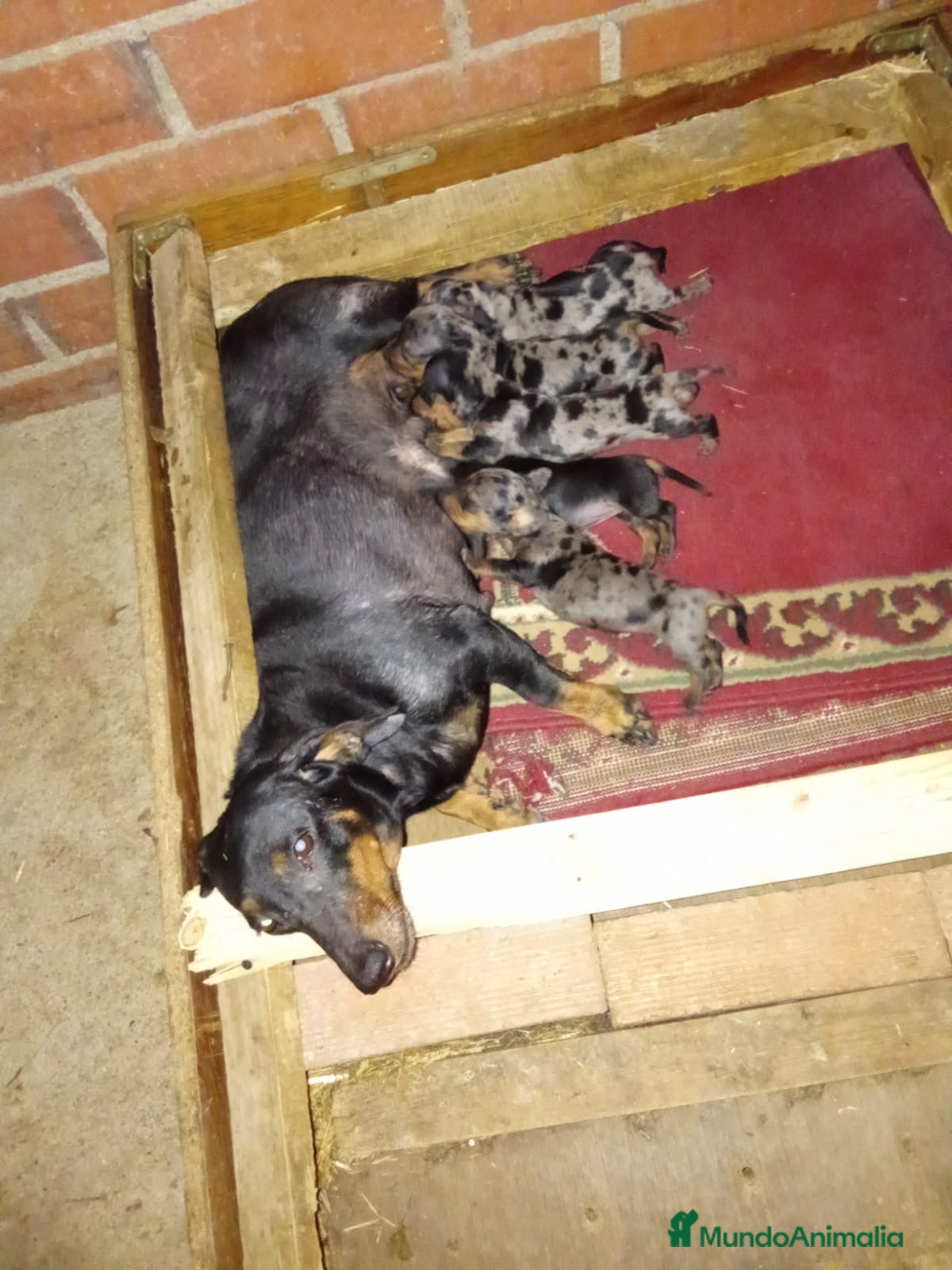 Teckel Miniatura perros Teckel mini  - Anuncio 2