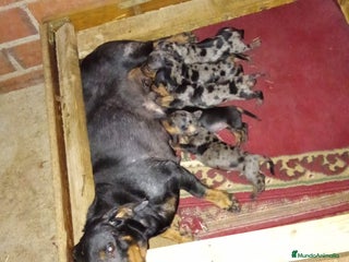 Teckel Miniatura perros - Anuncio 20