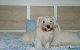 Pinscher Miniatura perros en venta: CACHORRITOS DE SCHNAUZER MINIATURA  - Imagen 22