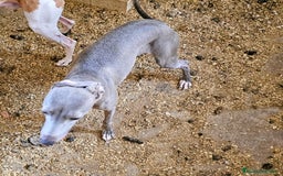 Pequeño Lebrel Italiano perros en venta: Lebrel italiano  - Imagen 5