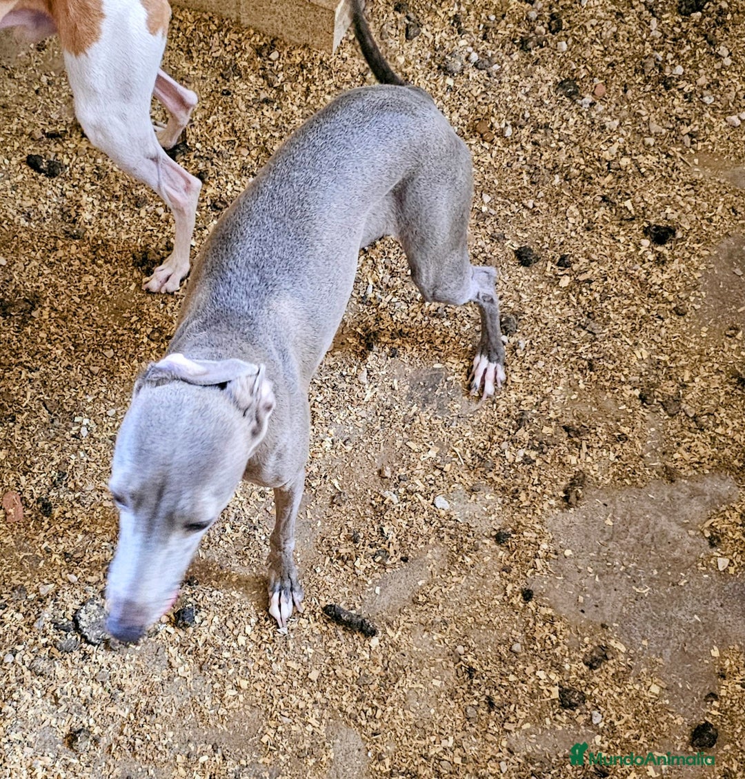Pequeño Lebrel Italiano perros en venta: Lebrel italiano  - Imagen 5