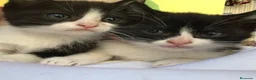 Raza Mixta gatos en venta: Gatitos cruce - Anuncio 3