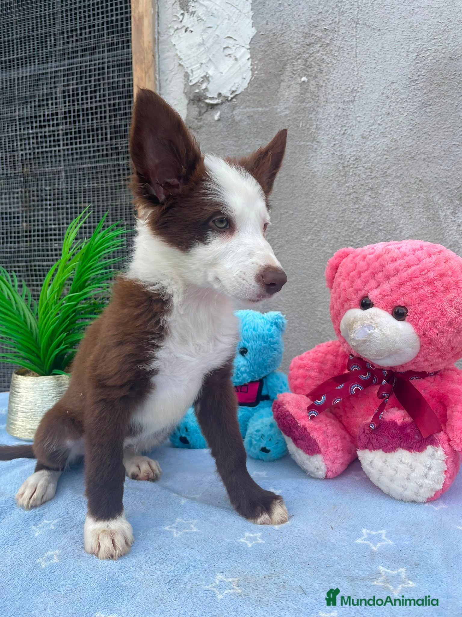 Border Collie perros  camada de border collie hembras  - Anuncio 13