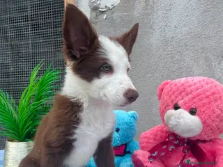 Border Collie perros camada de border collie hembras - Anuncio 13