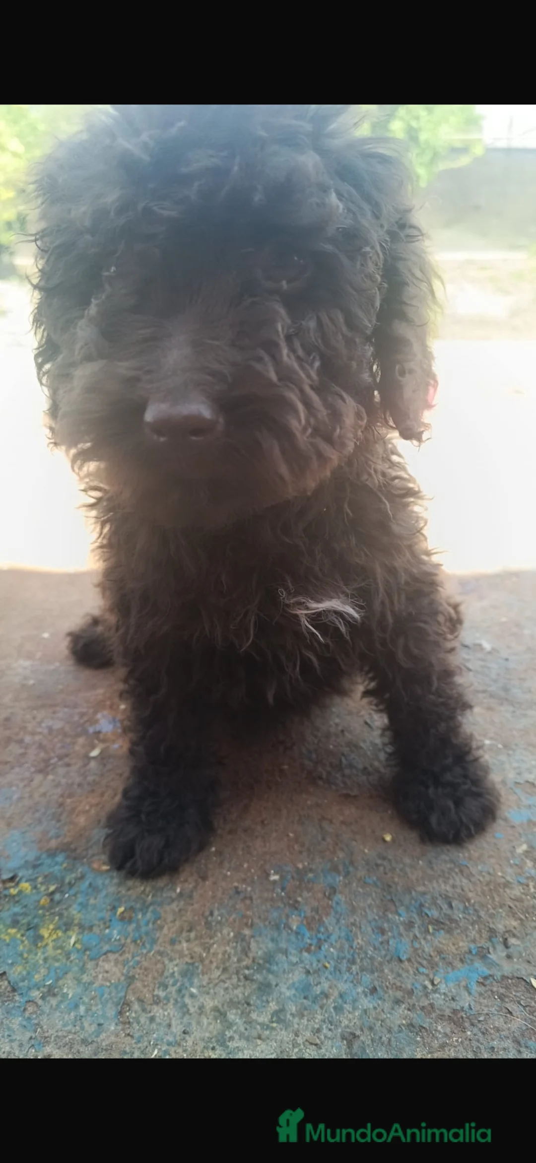 Perro de Agua Español perros en venta: Última hembra perro de agua!!!🐶🐾 en Córdoba - Anuncio 5