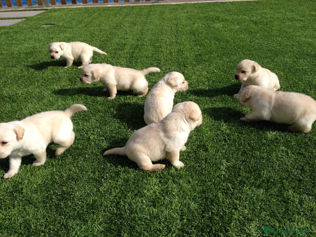 Labrador Retriever perros en venta: Cachorros labrador amarillo con pedigree  - Anuncio 1