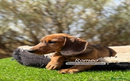 Teckel Miniatura perros en venta: TECKEL PELO DURO HEMBRA - Imagen 3
