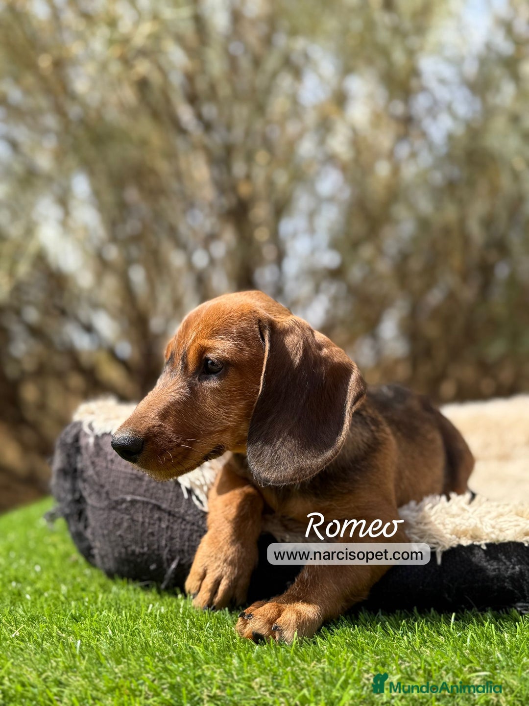 Teckel Miniatura perros en venta: TECKEL PELO DURO HEMBRA - Imagen 3