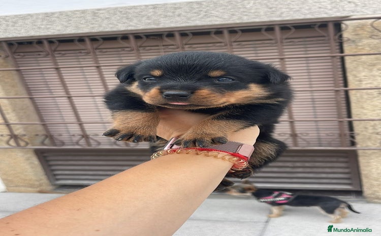 Rottweiler perros - Anuncio 1