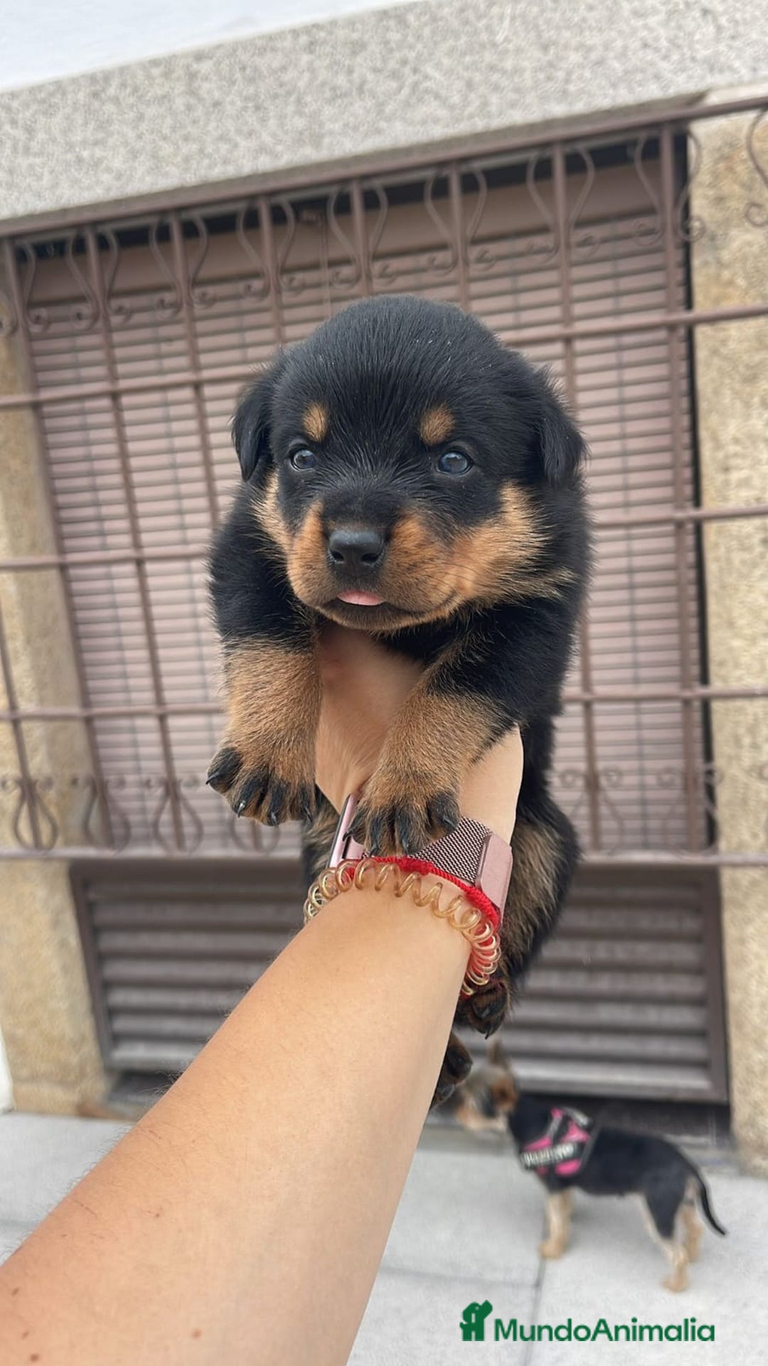 Rottweiler perros en venta: CAMADA DE Rottweiler - Imagen 1