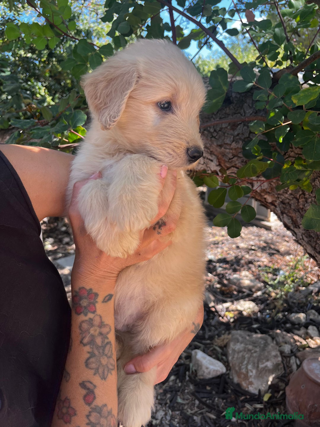 Goldendoodle perros en venta: Goldendoodle f1 - Imagen 7