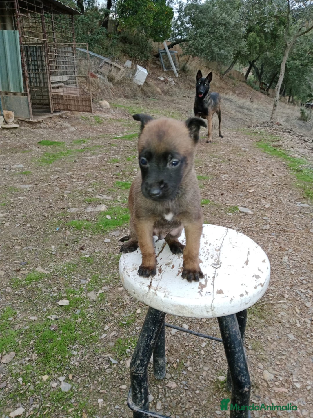 Pastor Belga Malinois perros en venta: CACHORROS DE BELGA MALINOIS  - Imagen 3
