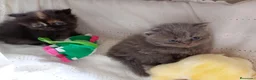 Himalayo gatos en venta: Disponible gatito persa himalayo - Anuncio 15