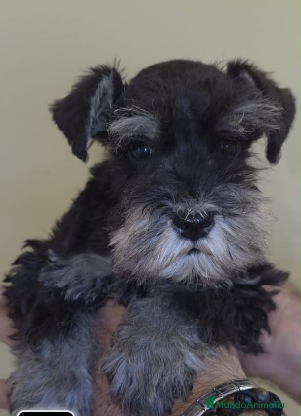 Schnauzer Miniatura perros en venta: Cachorros schnauzer miniatura  - Anuncio 1