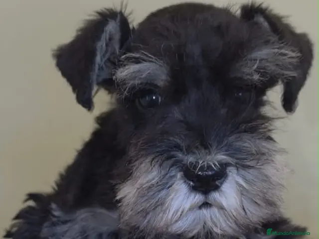 Schnauzer Miniatura perros en venta: Cachorros schnauzer miniatura - Anuncio 1