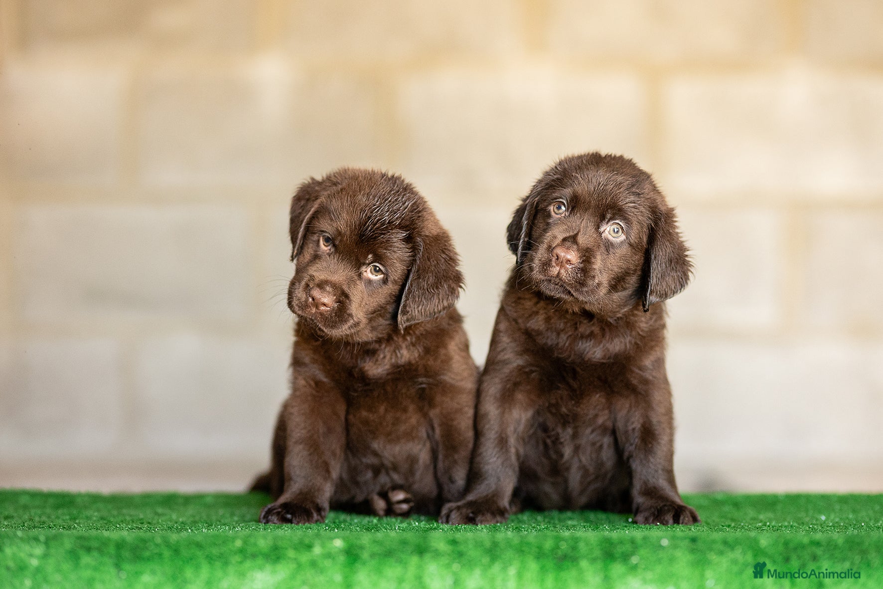Labrador Retriever perros en venta: LABRADOR CHOCOLATE DISPONIBLE - Anuncio 7