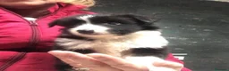 Border Collie perros en venta: Border Collie - Anuncio 6